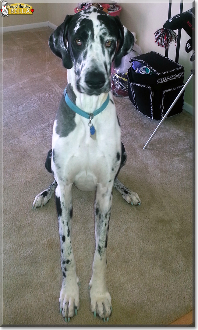 Bella the Great Dane, the Dog of the Day