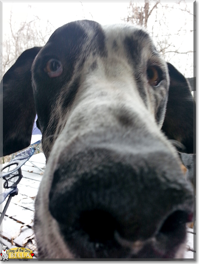 Bella the Great Dane, the Dog of the Day