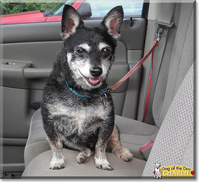 Charlie the Chihuahua/Parson Russell Terrier, the Dog of the Day