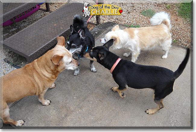 Charlie the Chihuahua/Parson Russell Terrier, the Dog of the Day