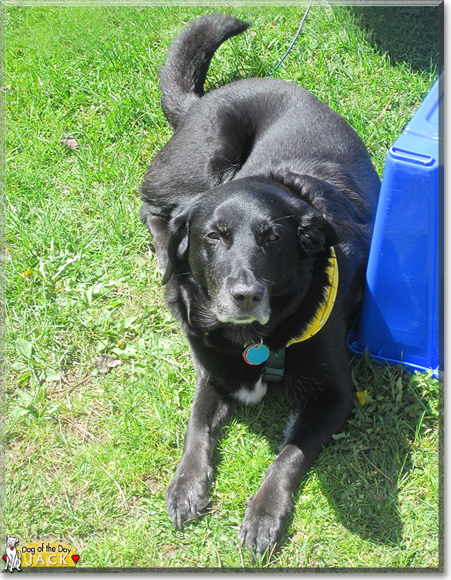 Jack the Labrador Retriever mix, the Dog of the Day