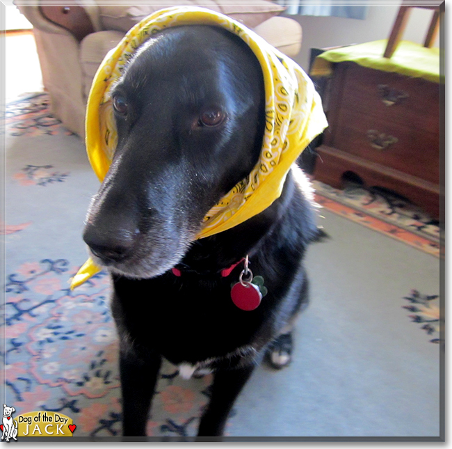 Jack the Labrador Retriever mix, the Dog of the Day