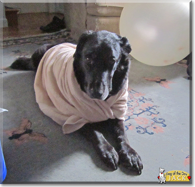 Jack the Labrador Retriever mix, the Dog of the Day