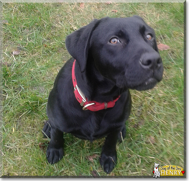 Henry the Labrador Retriever, the Dog of the Day