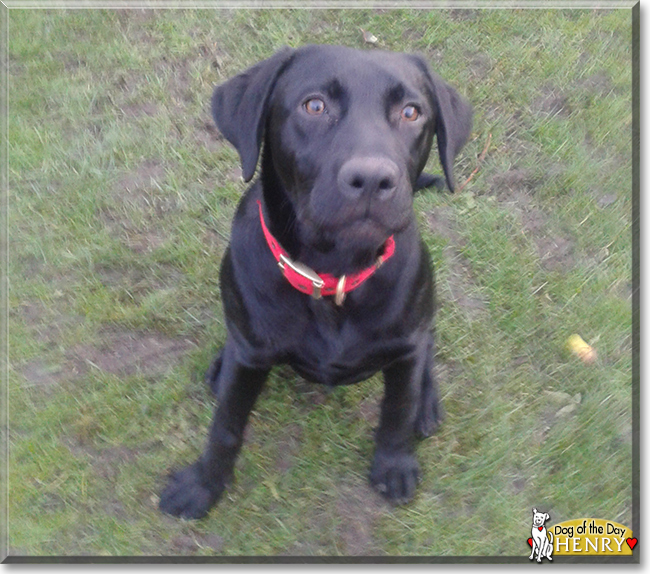 Henry the Labrador Retriever, the Dog of the Day