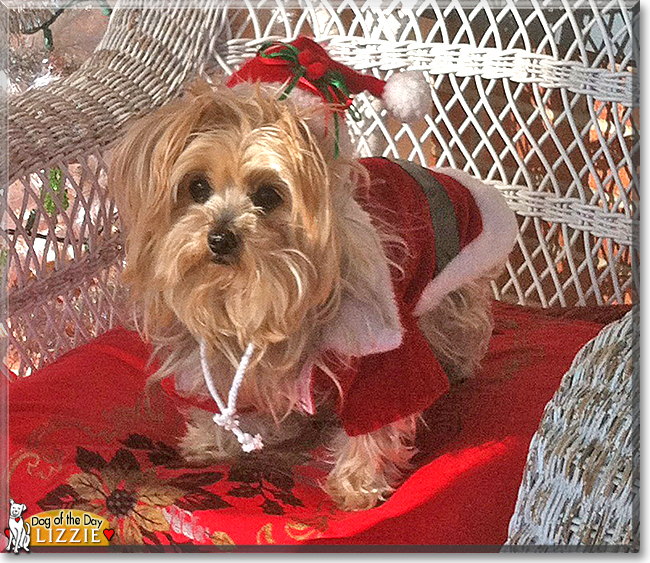 Lizzie the Yorkshire Terrier, the Dog of the Day