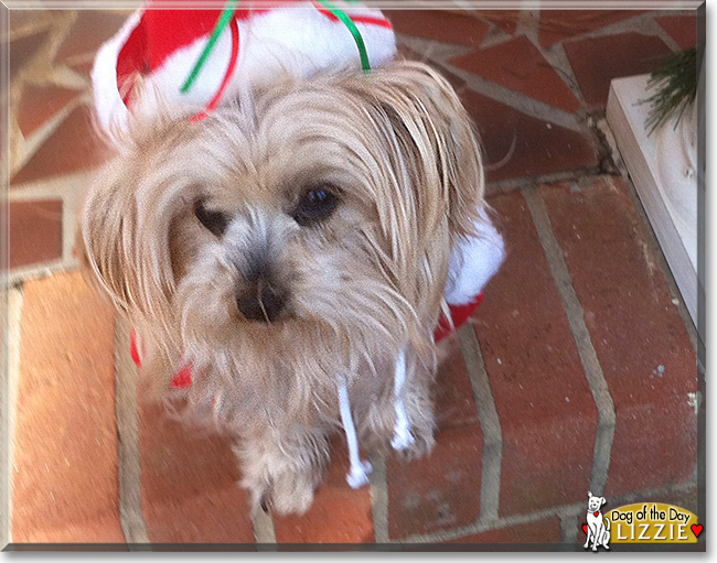 Lizzie the Yorkshire Terrier, the Dog of the Day