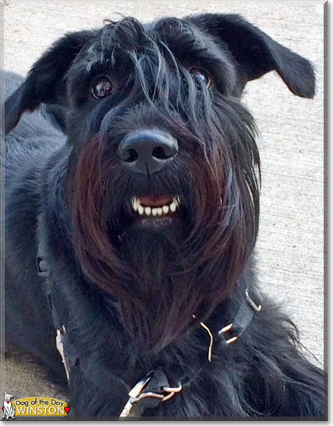 Winston the Standard Schnauzer, the Dog of the Day