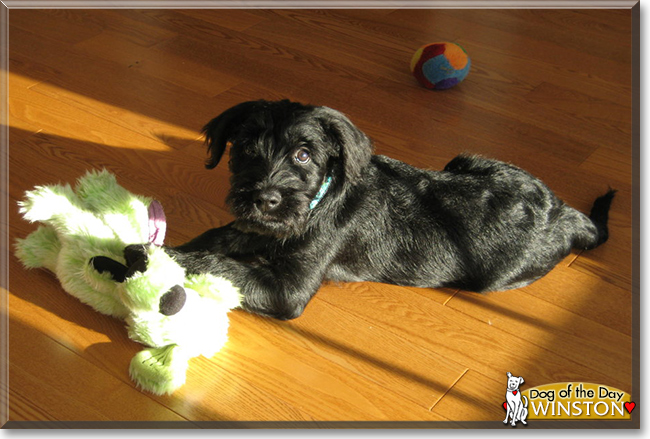 Winston the Standard Schnauzer, the Dog of the Day