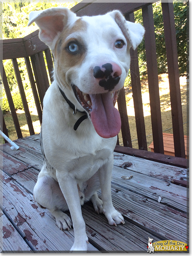 Moriarty the Australian Shepherd, Catahoula mix, the Dog of the Day