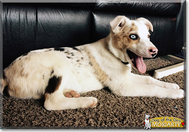 Moriarty the Australian Shepherd, Catahoula mix, the Dog of the Day