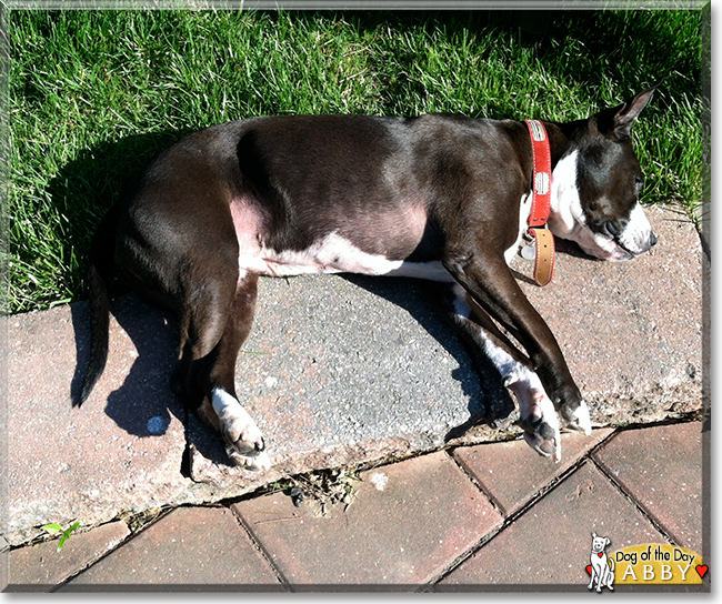 Abby the Pitbull Mix, the Dog of the Day