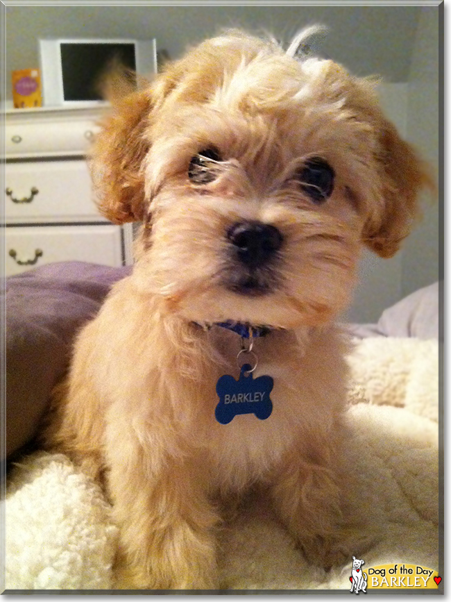 Barkley the Pekinese/Toy Poodle, the Dog of the Day