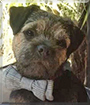 George the Border Terrier