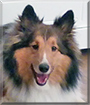 Billy the Shetland Sheepdog