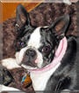 Stormie the Boston Terrier