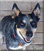 Abby the Australian Cattle Dog