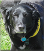 Jack the Labrador Retriever mix