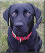 Henry the Labrador Retriever