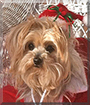 Lizzie the Yorkshire Terrier