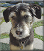 Spike the Terrier mix