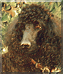 Liberty the Standard Poodle