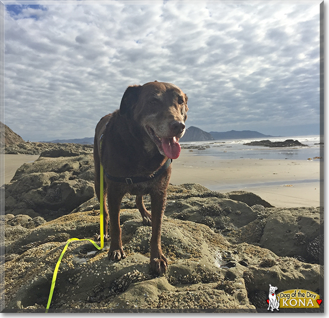 Kona Bean the Labrador Retriever, the Dog of the Day