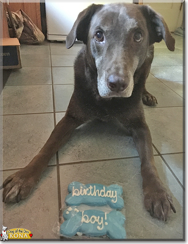 Kona Bean the Labrador Retriever, the Dog of the Day