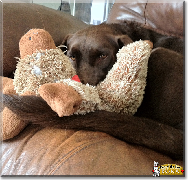 Kona Bean the Labrador Retriever, the Dog of the Day