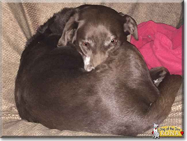 Kona Bean the Labrador Retriever, the Dog of the Day