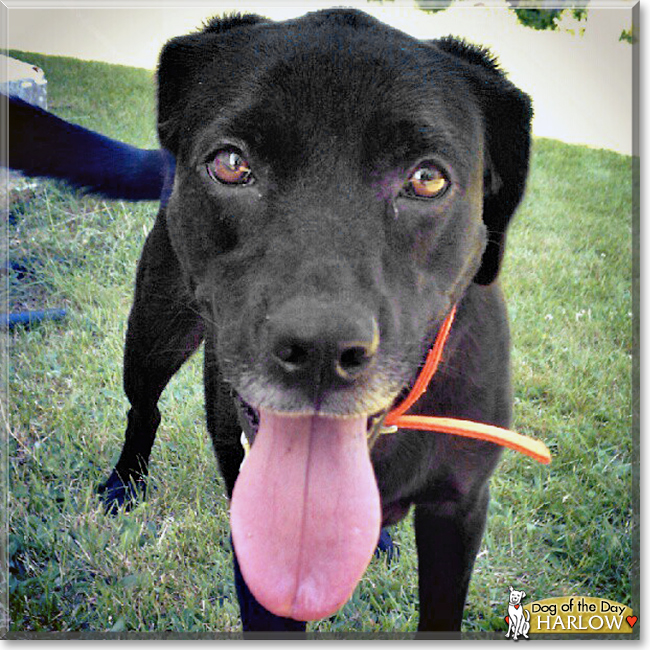 Harlow the English Labrador, the Dog of the Day