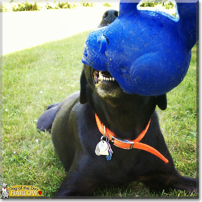 Harlow the English Labrador, the Dog of the Day