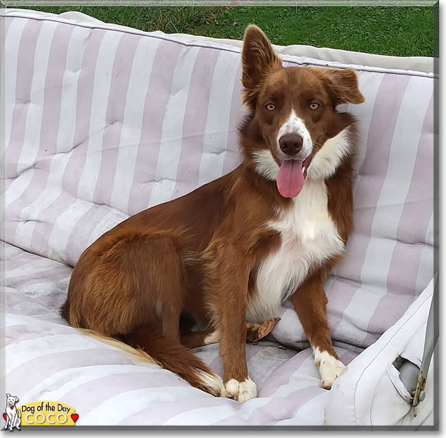 Coco the Border Collie, the Dog of the Day