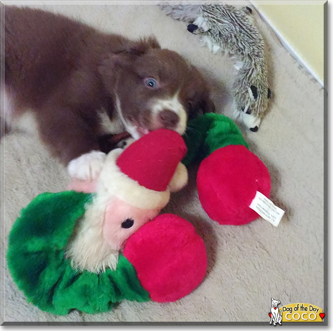 Coco the Border Collie, the Dog of the Day