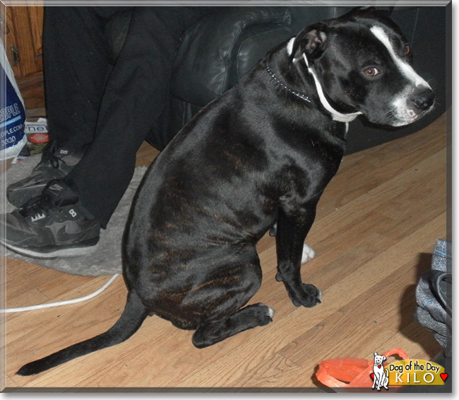 Kilo the Boxer, Staffordshire Terrier, Pitbull mix, the Dog of the Day