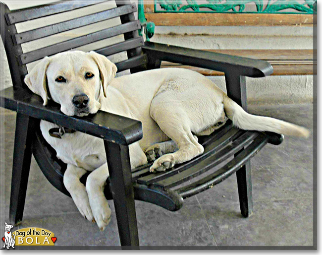 Bola the Labrador Retriever, the Dog of the Day