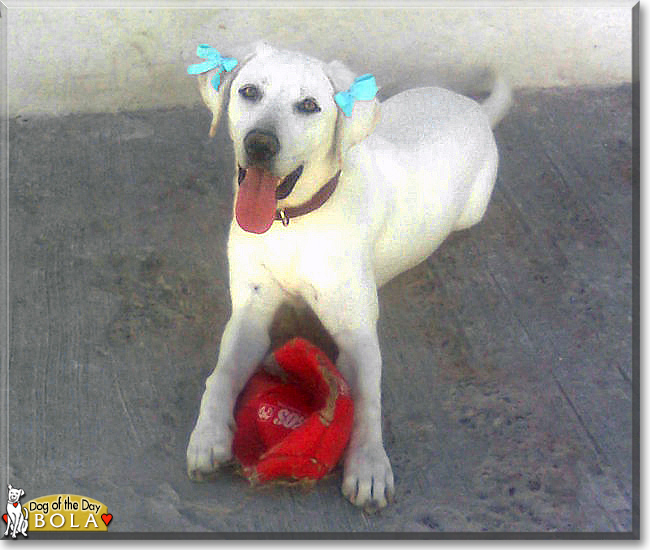 Bola the Labrador Retriever, the Dog of the Day