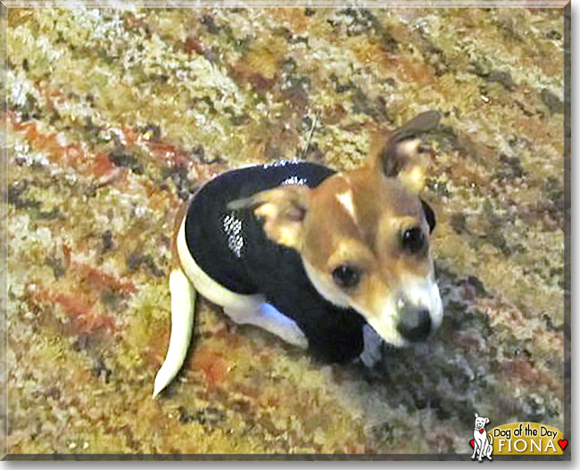 Fiona the Jack Russell Terrier, Chihuahua, the Dog of the Day