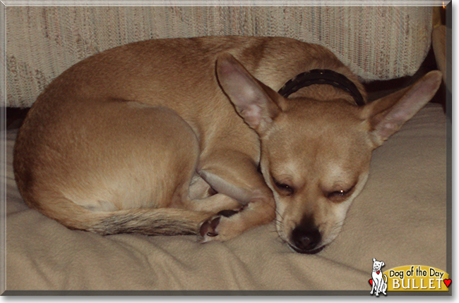 Bullet the Dog, the Dog of the Day