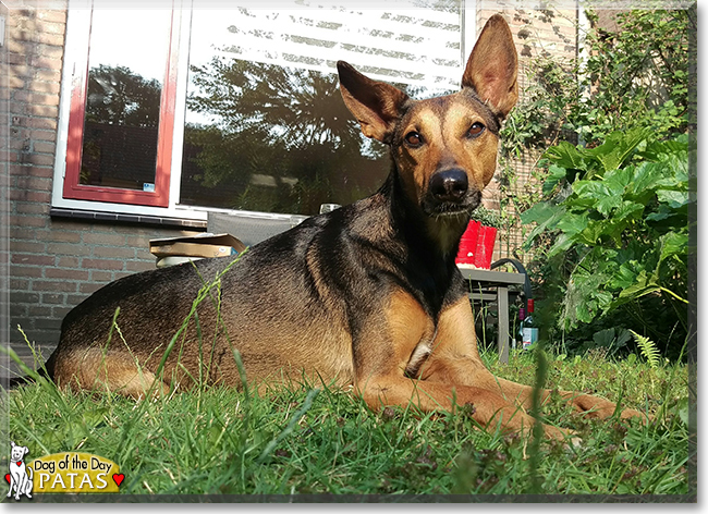 Patas the Podenco mix, the Dog of the Day