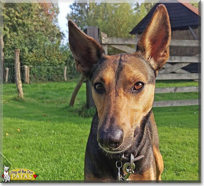 Patas the Podenco mix, the Dog of the Day