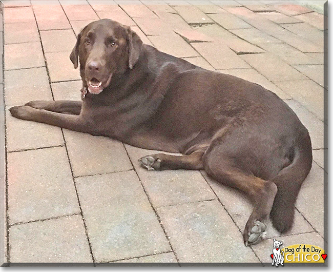 Chico the Labrador Retriever, the Dog of the Day