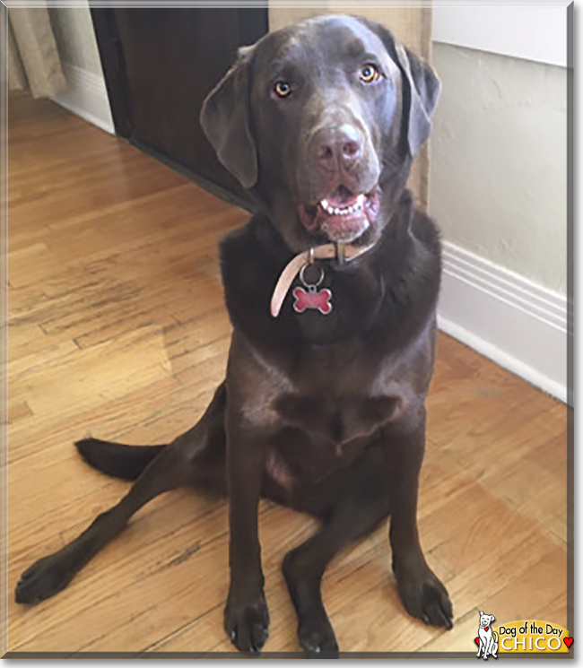 Chico the Labrador Retriever, the Dog of the Day