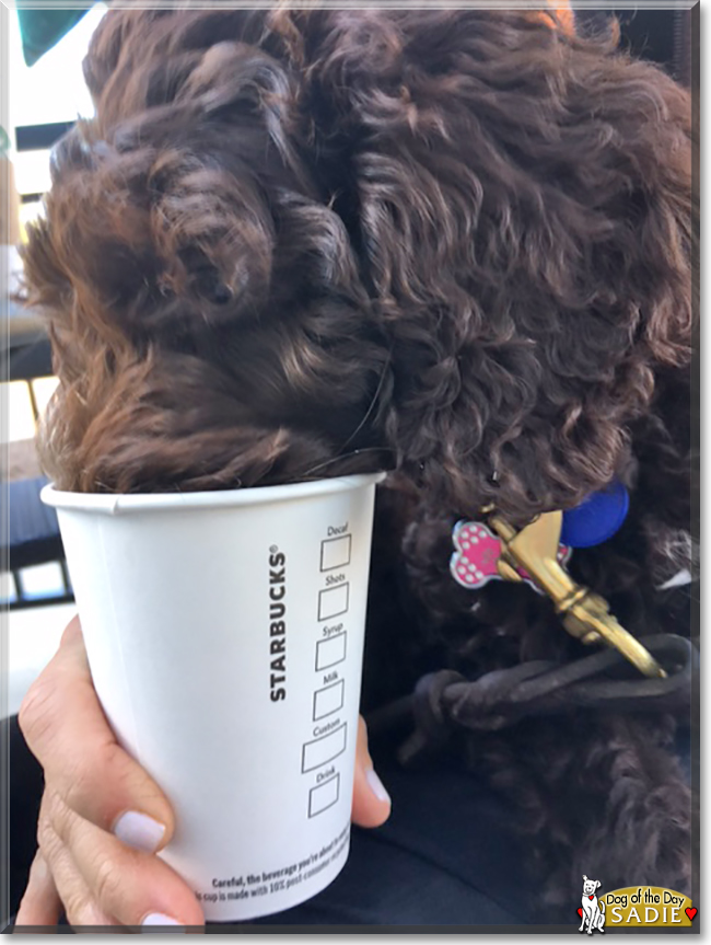 Sadie the Miniature Labradoodle, the Dog of the Day