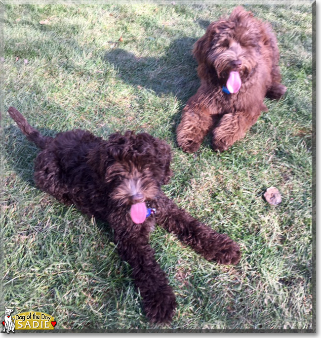 Sadie the Miniature Labradoodle, the Dog of the Day