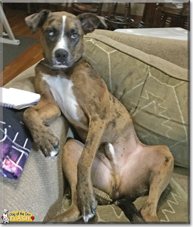 Flash the Catahoula Leopard Dog, the Dog of the Day