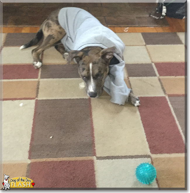 Flash the Catahoula Leopard Dog, the Dog of the Day