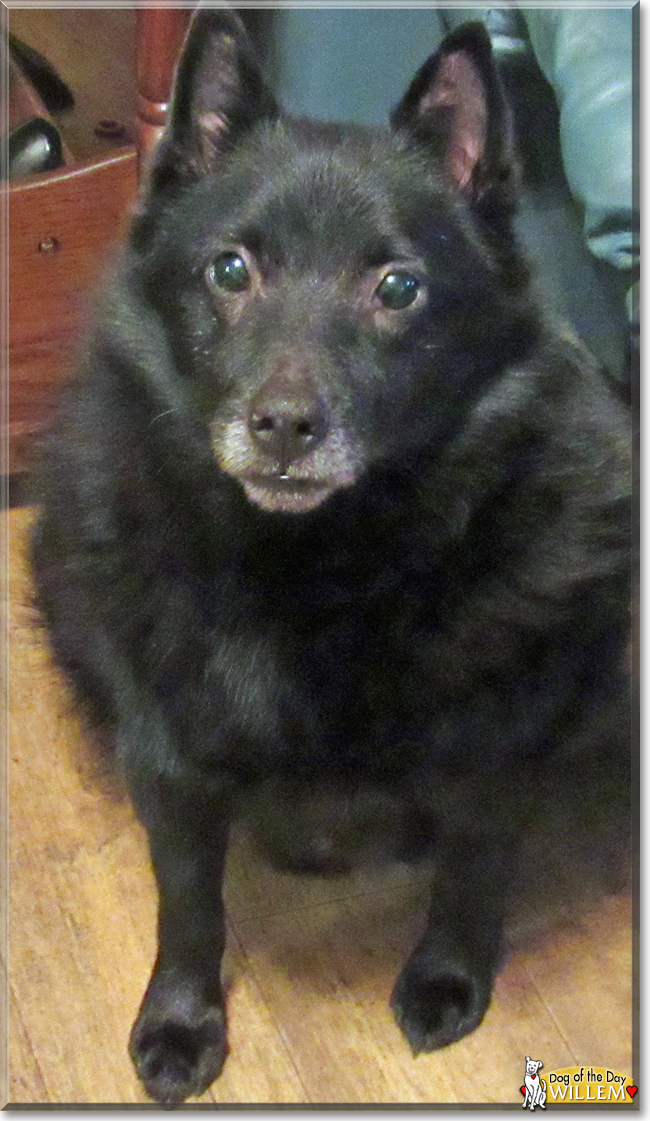 Willem the Schipperke, the Dog of the Day