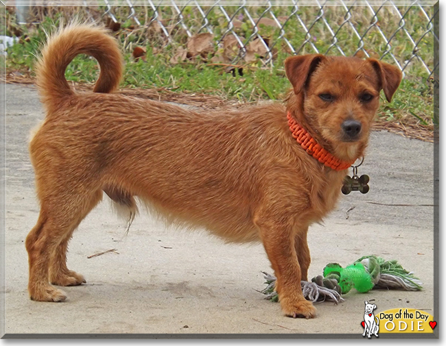 Odie the Terrier/Dachshund Mix, the Dog of the Day