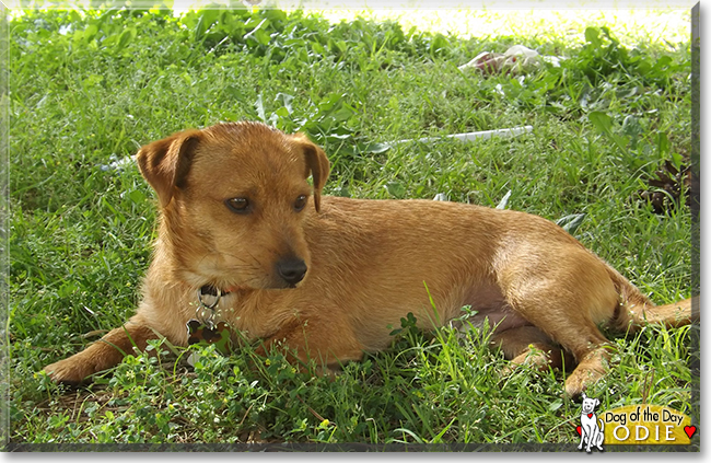 Odie the Terrier/Dachshund Mix, the Dog of the Day